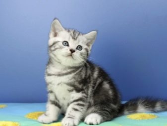 Британські мармурові коти (26 фото): опис породи, характер кішки-британця, особливості забарвлення під чорний мармур, у сріблі та в золоті