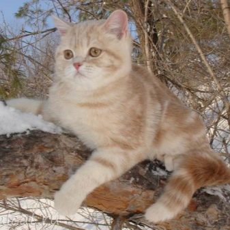 Британські мармурові коти (26 фото): опис породи, характер кішки-британця, особливості забарвлення під чорний мармур, у сріблі та в золоті