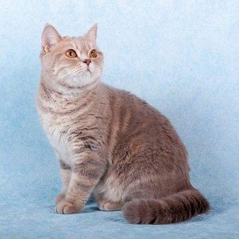Британські мармурові коти (26 фото): опис породи, характер кішки-британця, особливості забарвлення під чорний мармур, у сріблі та в золоті