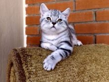 Британські мармурові коти (26 фото): опис породи, характер кішки-британця, особливості забарвлення під чорний мармур, у сріблі та в золоті