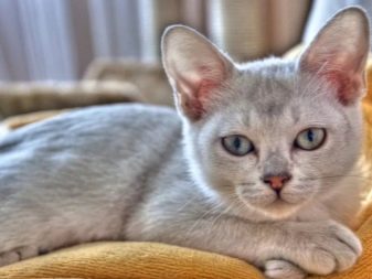 Бурмилла (44 фото): опис характеру короткошерстих і довгошерстих кішок породи бурмилла, особливості котів рудого та іншого забарвлення