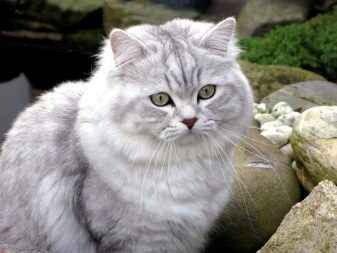Бурмилла (44 фото): опис характеру короткошерстих і довгошерстих кішок породи бурмилла, особливості котів рудого та іншого забарвлення