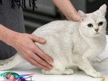 Бурмилла (44 фото): опис характеру короткошерстих і довгошерстих кішок породи бурмилла, особливості котів рудого та іншого забарвлення