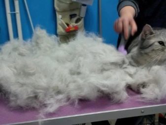 Бурмилла (44 фото): опис характеру короткошерстих і довгошерстих кішок породи бурмилла, особливості котів рудого та іншого забарвлення