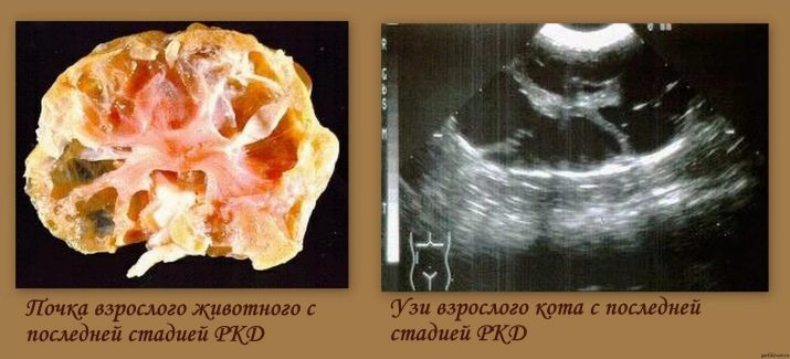 Бурмилла (44 фото): опис характеру короткошерстих і довгошерстих кішок породи бурмилла, особливості котів рудого та іншого забарвлення