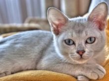 Бурмилла (44 фото): опис характеру короткошерстих і довгошерстих кішок породи бурмилла, особливості котів рудого та іншого забарвлення