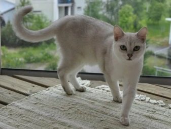 Бурмилла (44 фото): опис характеру короткошерстих і довгошерстих кішок породи бурмилла, особливості котів рудого та іншого забарвлення