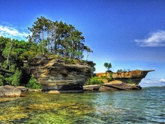 Ціхлазоми бджілка (15 фото): особливості змісту цихліди биоцелатум (восьмиполосой), сумісність з іншими рибами