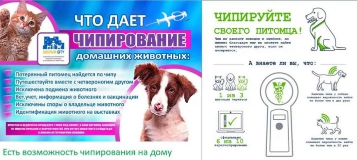 Чіпування кішок: що це таке? Як виглядає чіпування кішок і котів? Особливості проведення процедури чіпування для виїзду тварини за кордон