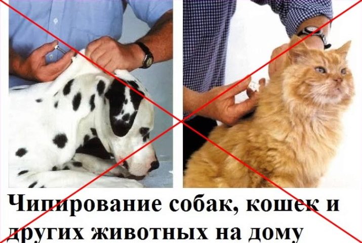 Чіпування кішок: що це таке? Як виглядає чіпування кішок і котів? Особливості проведення процедури чіпування для виїзду тварини за кордон