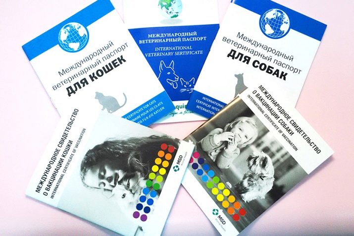 Чіпування кішок: що це таке? Як виглядає чіпування кішок і котів? Особливості проведення процедури чіпування для виїзду тварини за кордон