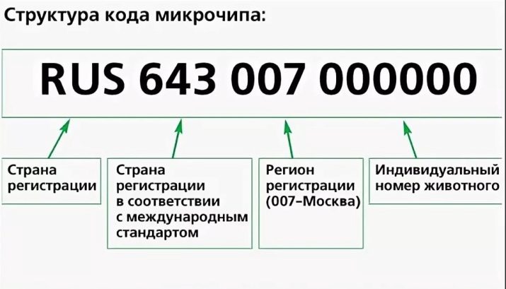 Чіпування кішок: що це таке? Як виглядає чіпування кішок і котів? Особливості проведення процедури чіпування для виїзду тварини за кордон