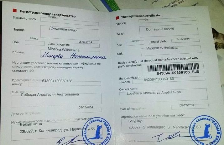 Чіпування кішок: що це таке? Як виглядає чіпування кішок і котів? Особливості проведення процедури чіпування для виїзду тварини за кордон