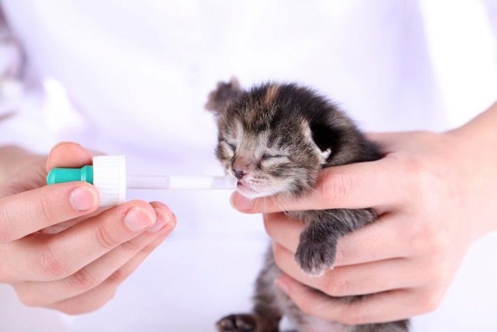 чи Можна годувати кошеня дитячим харчуванням? Особливості годівлі кішок і котів дитячим м’ясним пюре