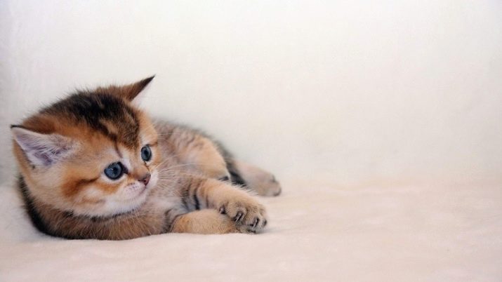 чи Можна годувати кошеня дитячим харчуванням? Особливості годівлі кішок і котів дитячим м’ясним пюре