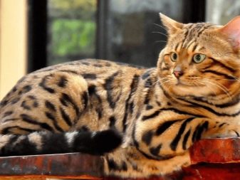Чим годувати бенгальської кошеня? Чи можна давати кішці і коту молоко та інші натуральні продукти? Правила харчування