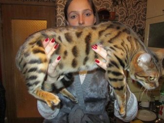 Чим годувати бенгальської кошеня? Чи можна давати кішці і коту молоко та інші натуральні продукти? Правила харчування