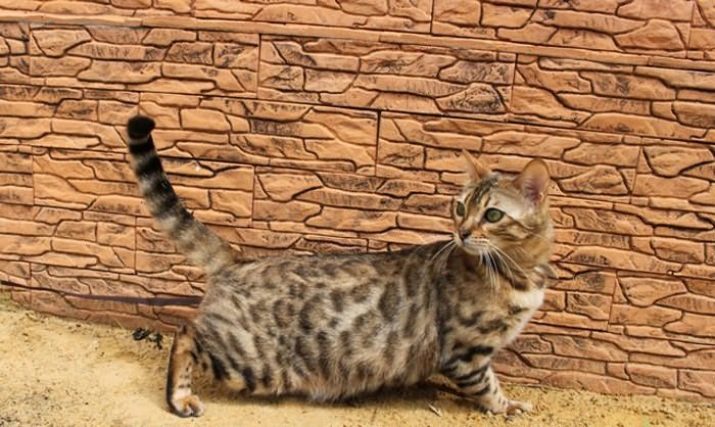Чим годувати бенгальської кошеня? Чи можна давати кішці і коту молоко та інші натуральні продукти? Правила харчування