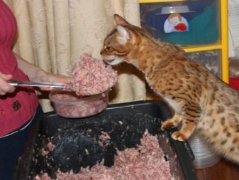 Чим годувати бенгальської кошеня? Чи можна давати кішці і коту молоко та інші натуральні продукти? Правила харчування
