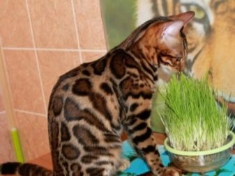 Чим годувати бенгальської кошеня? Чи можна давати кішці і коту молоко та інші натуральні продукти? Правила харчування