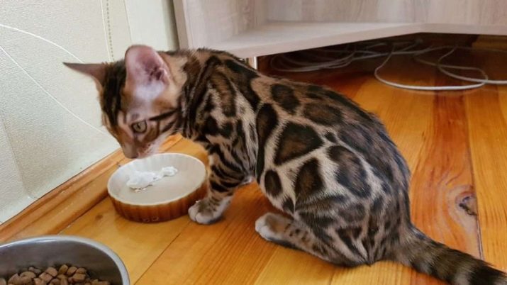 Чим годувати бенгальської кошеня? Чи можна давати кішці і коту молоко та інші натуральні продукти? Правила харчування