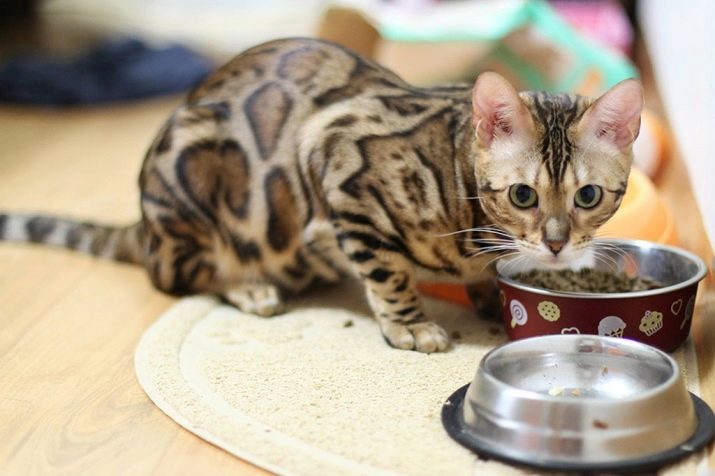 Чим годувати бенгальської кошеня? Чи можна давати кішці і коту молоко та інші натуральні продукти? Правила харчування