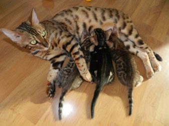 Чим годувати бенгальської кошеня? Чи можна давати кішці і коту молоко та інші натуральні продукти? Правила харчування