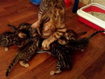 Чим годувати бенгальської кошеня? Чи можна давати кішці і коту молоко та інші натуральні продукти? Правила харчування