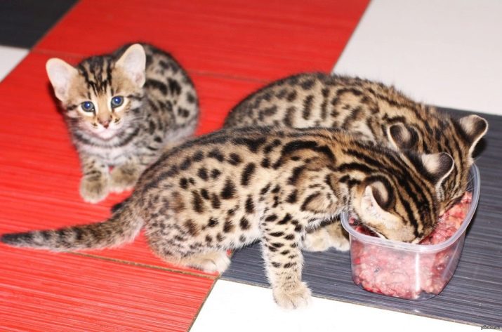 Чим годувати бенгальської кошеня? Чи можна давати кішці і коту молоко та інші натуральні продукти? Правила харчування