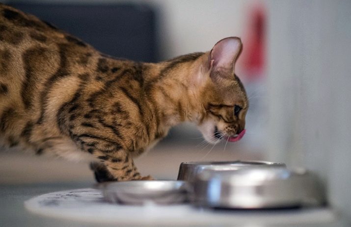 Чим годувати бенгальської кошеня? Чи можна давати кішці і коту молоко та інші натуральні продукти? Правила харчування