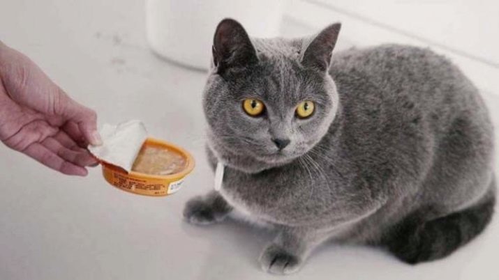Чим годувати британських кошенят? Варіанти харчування британця в 1-5 місяців в домашніх умовах. Їдять маленькі кошенята звичайну їжу?