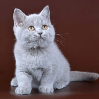 Чим годувати британських кошенят? Варіанти харчування британця в 1-5 місяців в домашніх умовах. Їдять маленькі кошенята звичайну їжу?