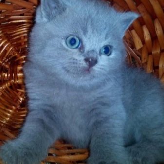 Чим годувати британських кошенят? Варіанти харчування британця в 1-5 місяців в домашніх умовах. Їдять маленькі кошенята звичайну їжу?