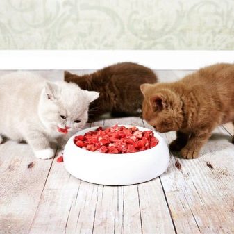 Чим годувати британських кошенят? Варіанти харчування британця в 1-5 місяців в домашніх умовах. Їдять маленькі кошенята звичайну їжу?