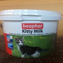 Чим годувати дегу? Як вибрати корм для чилійської білки? Особливості годівлі дегу в домашніх умовах. Можна їм яблука, волоські горіхи та гречку?