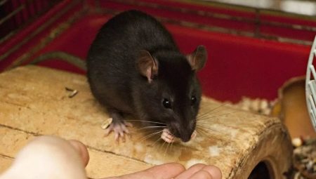 Чим годувати декоративну щура? Харчуються домашні щури мандаринами і бананами, молоком і горіхами, капустою і сиром? Чому не можна годувати декоративних щурів?