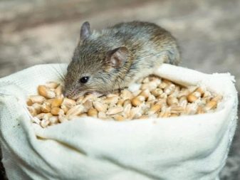 Чим годувати декоративну щура? Харчуються домашні щури мандаринами і бананами, молоком і горіхами, капустою і сиром? Чому не можна годувати декоративних щурів?