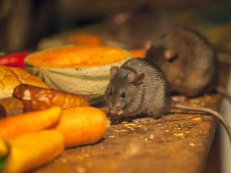 Чим годувати декоративну щура? Харчуються домашні щури мандаринами і бананами, молоком і горіхами, капустою і сиром? Чому не можна годувати декоративних щурів?