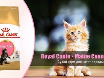 Чим годувати кошеня мейн-куна? Правильне харчування в 1 і 2 місяці, годування і догляд в 3 і 4 місяці. Що найкраще їдять кошенята породи мейн-кун?