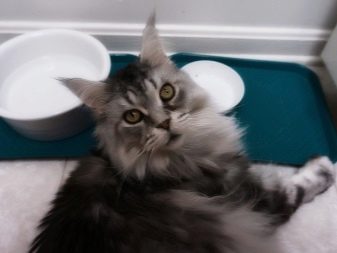 Чим годувати кошеня мейн-куна? Правильне харчування в 1 і 2 місяці, годування і догляд в 3 і 4 місяці. Що найкраще їдять кошенята породи мейн-кун?
