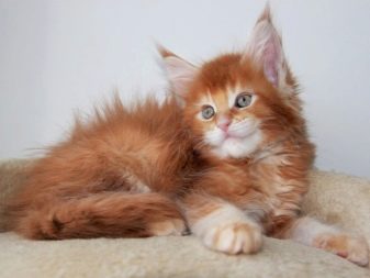 Чим годувати кошеня мейн-куна? Правильне харчування в 1 і 2 місяці, годування і догляд в 3 і 4 місяці. Що найкраще їдять кошенята породи мейн-кун?