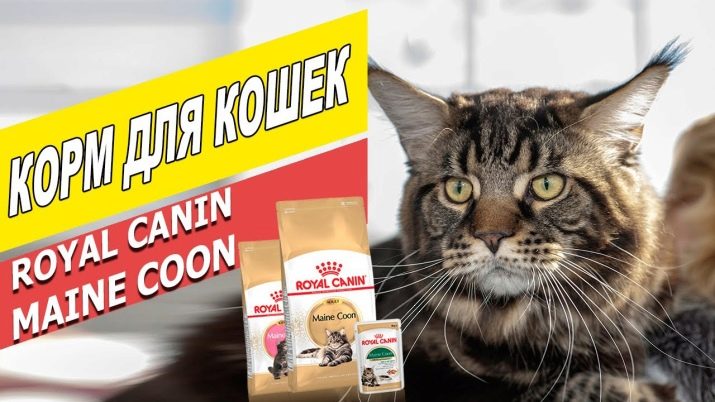 Чим годувати кошеня мейн-куна? Правильне харчування в 1 і 2 місяці, годування і догляд в 3 і 4 місяці. Що найкраще їдять кошенята породи мейн-кун?