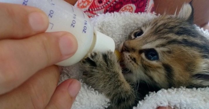 Чим годувати новонародженого кошеняти? Як вигодувати його без кішки з допомогою замінника котячого молока в домашніх умовах?