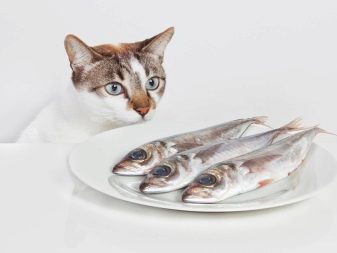 Чим годувати сіамських кішок? Вибір корму для кошенят. Чим харчуються літні, стерилізовані і кастровані кішки й коти в домашніх умовах?