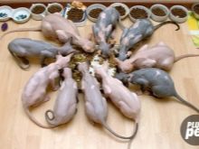 Чим годувати сфінкса? Особливості харчування кошеня в домашніх умовах віком 2 тижні, місяць, 2 і 3 місяці. Який корм підійде коту?