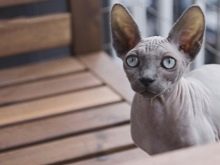 Чим годувати сфінкса? Особливості харчування кошеня в домашніх умовах віком 2 тижні, місяць, 2 і 3 місяці. Який корм підійде коту?