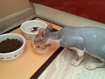 Чим годувати сфінкса? Особливості харчування кошеня в домашніх умовах віком 2 тижні, місяць, 2 і 3 місяці. Який корм підійде коту?