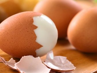 Чим годувати сирійського хом’яка? Чи є банан і корм, волоський горіх, болгарський перець і сир, капусту й огірки? Список корисних продуктів
