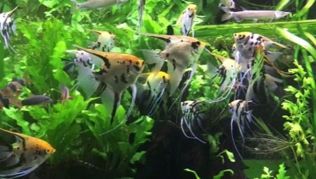 Чим годувати скалярій? 14 фото Корм для мальків в акваріумі. Як починати годування скалярії в домашніх умовах? Скільки разів на день вони харчуються?