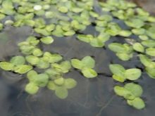 Чим годувати скалярій? 14 фото Корм для мальків в акваріумі. Як починати годування скалярії в домашніх умовах? Скільки разів на день вони харчуються?